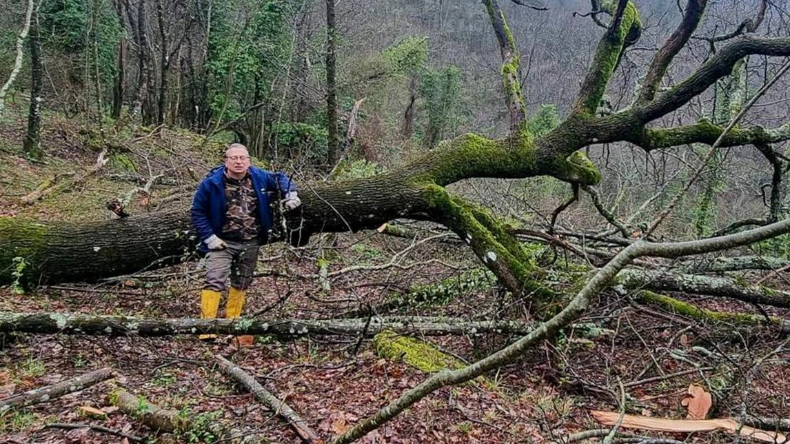 Taglio degli alberi a monte Morello. Ambientalisti e consorzi in rivolta