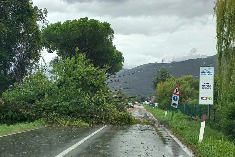 L'albero caduto all’altezza dei Giardini della Versilia a Pietrasanta. Chiusa l'Aurelia