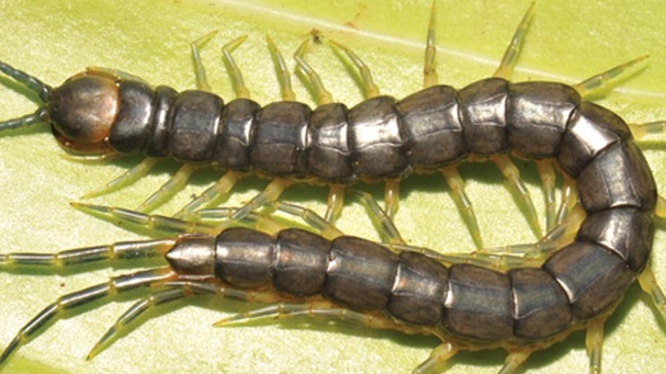 La scolopendra