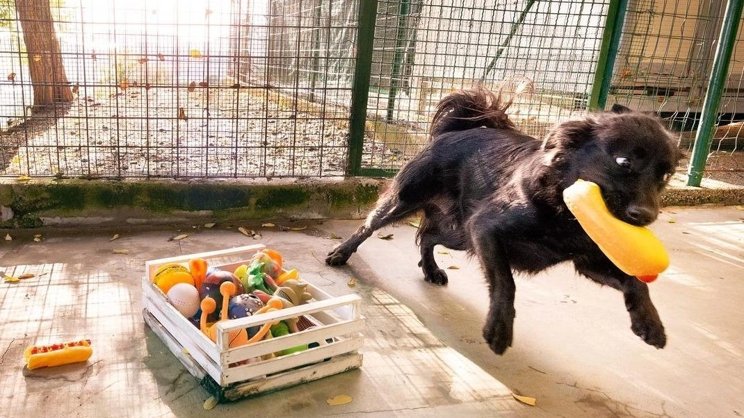 Ha bisogno di un padrone che sia in grado di capirne e gestirne il carattere