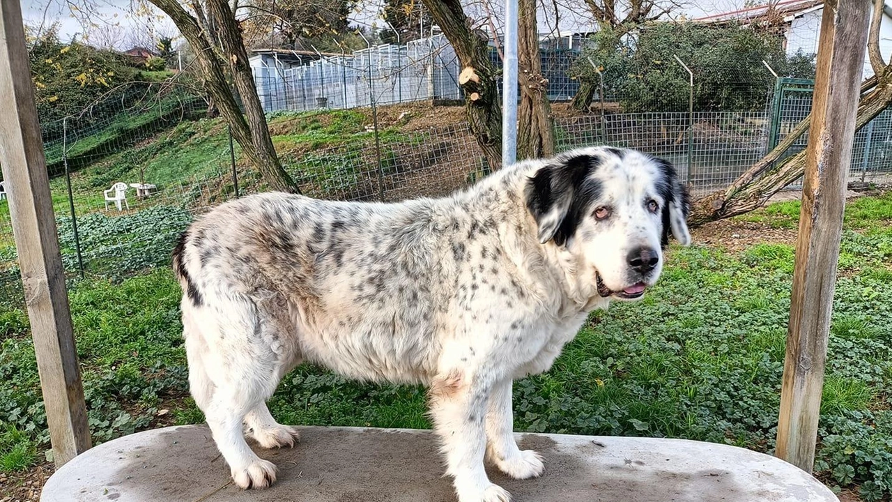 Oddie va d’accordo con tutti gli umani (non con i felini e con gli altri cani maschi)