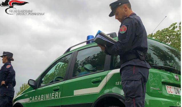 https://www.lanazione.it/image-service/view/acePublic/alias/contentid/ODQzYjgxNjktMDc2Ni00/0/200726327312_dolciotti-monica_carabinieri_forestali_montenerbh18.jpeg