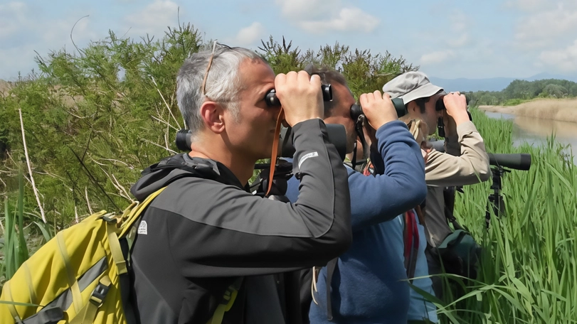 Visite guidate per il birdwatching