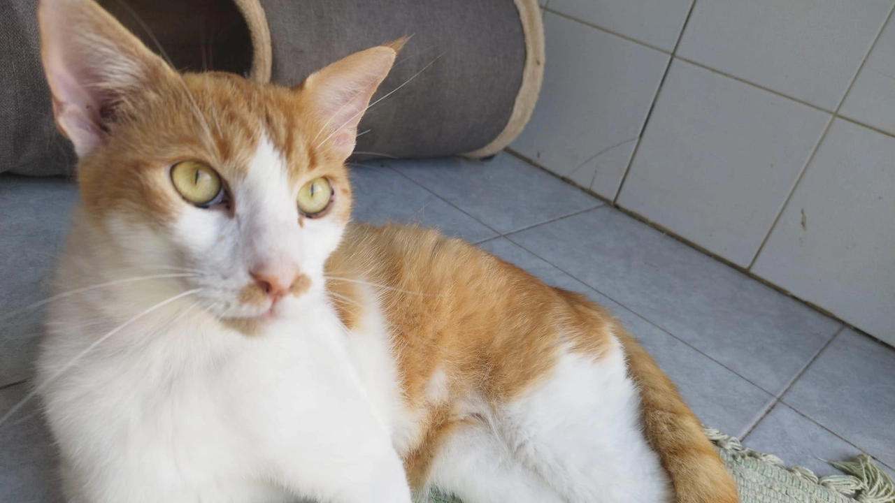 ebastian è un giovane gatto a con. grandi occhi i giallo-verde, pelliccia bianco e arancione tigrato, carattere placido e tranquillo