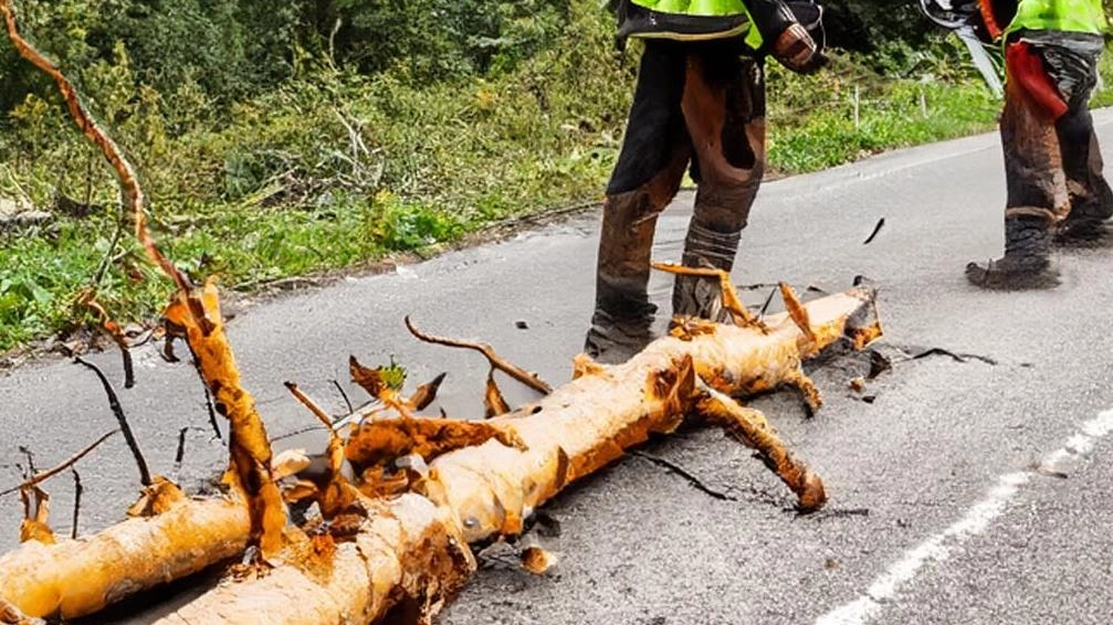 I tecnici al lavoro per togliere l’albero caduto sulla Lodovica (foto Borghesi)