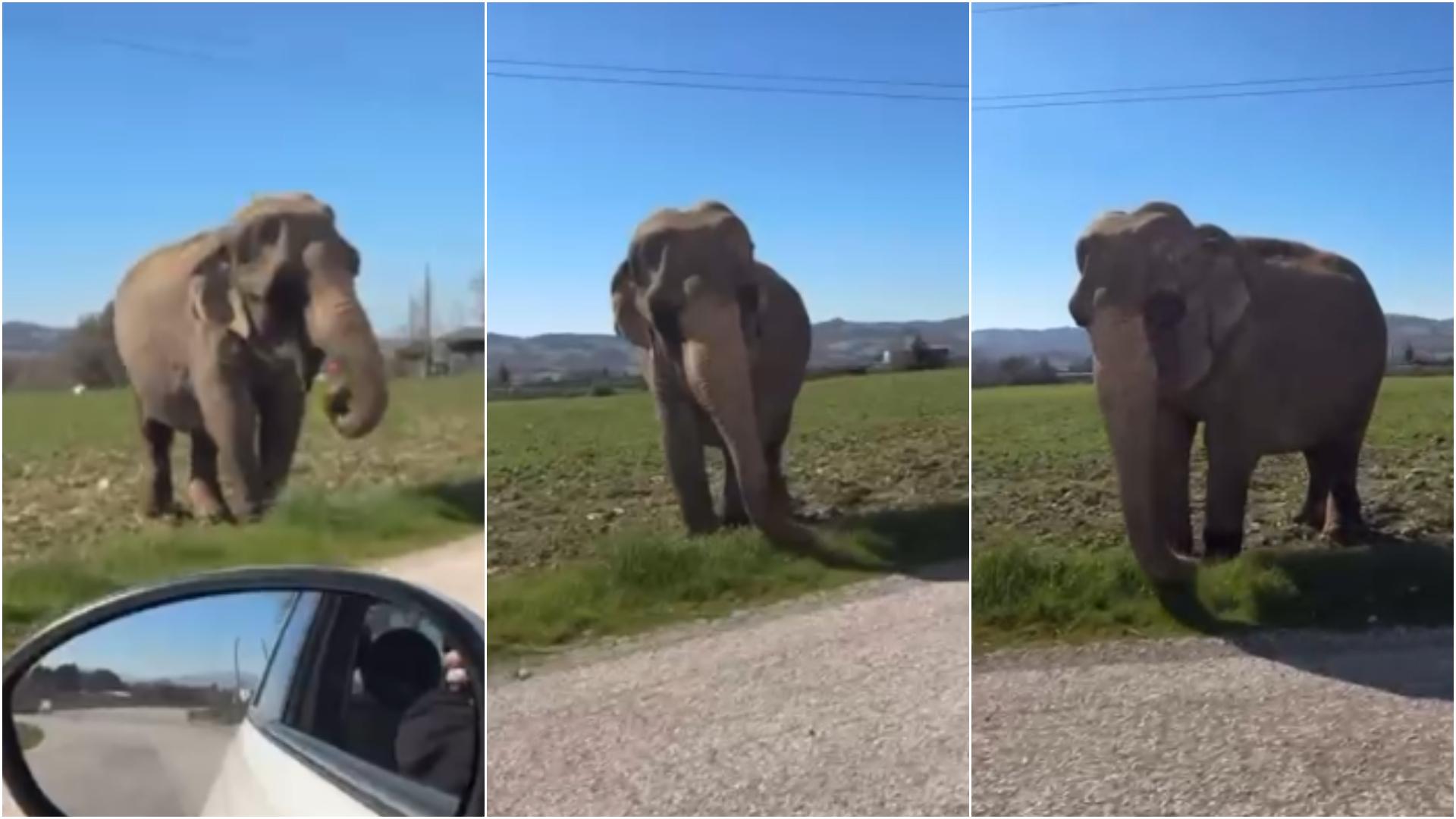 Elefante scappa dal circo e va a spasso nei campi, il video