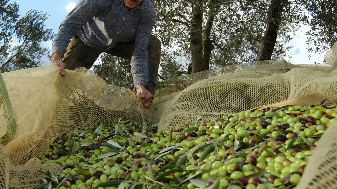 Il Comune cerca olivicoltori . Bando gratuito per curare i terreni