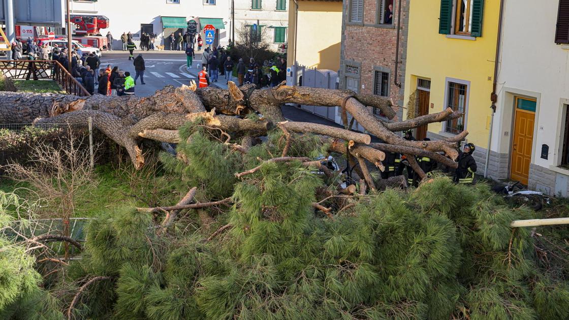 Paura a Scandicci. Crolla il pino di 150 anni. Danni alle case e ai veicoli