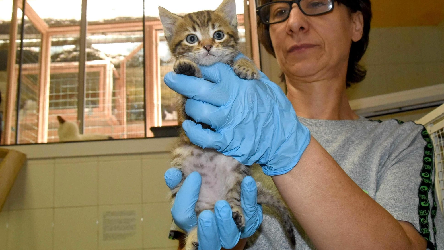 L’impegno extra per il gattile. Fondi per sostenere le spese: "Verso la nuova struttura"