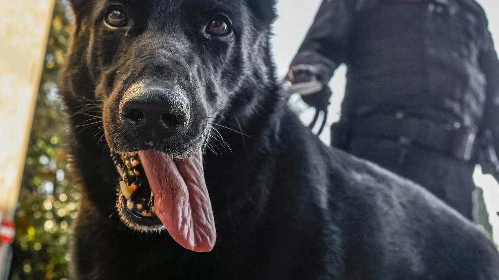 Blitz dei carabinieri con i cani cinofili al centro di accoglienza