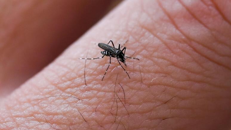 Contrasto alla Dengue, l’impegno delle farmacie: test sierologici, repellenti e materiale informativo