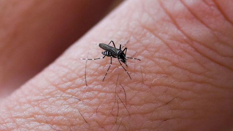 Cresce l'allerta per il caso di Dengue in Toscana