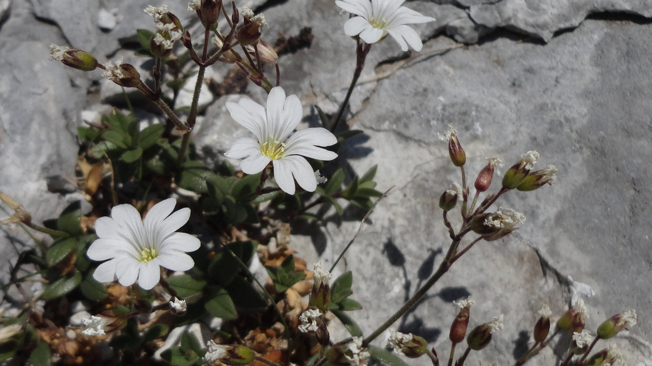 Cerastium apuanum