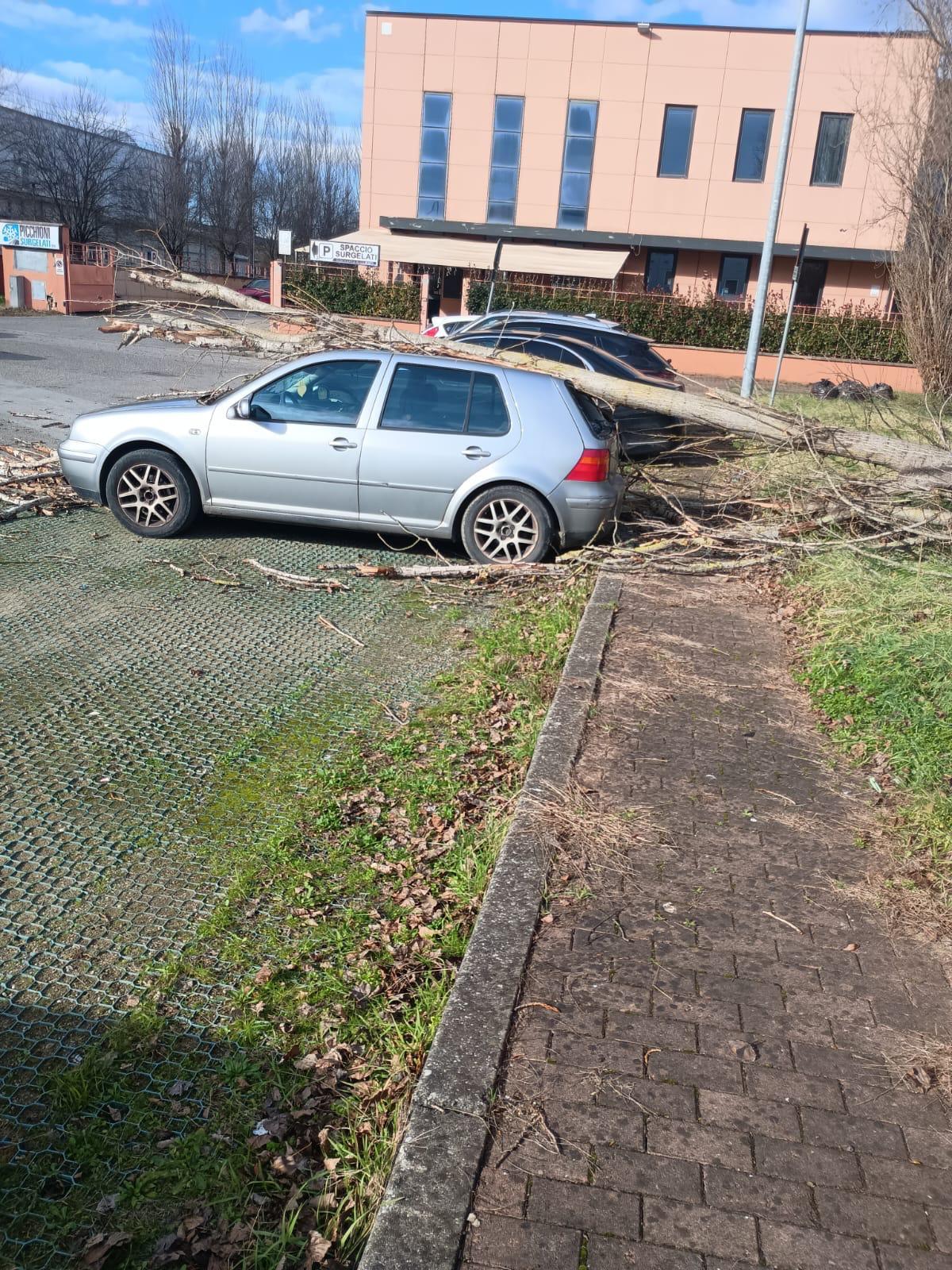 Alberi caduti a Levane. Il Comune di Montevarchi. “Erano già stati programmati interventi”