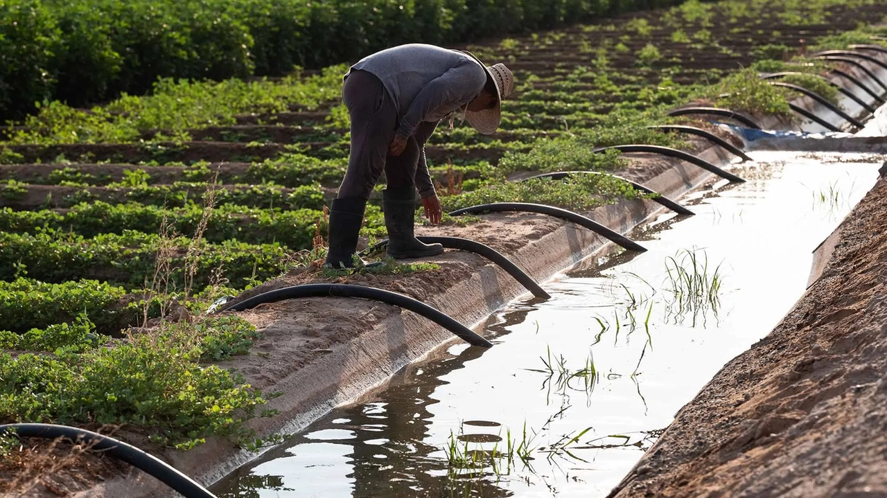 Sempre più acqua richiesta al Consorzio di bonifica Alto Valdarno per irrigare i campi della provincia