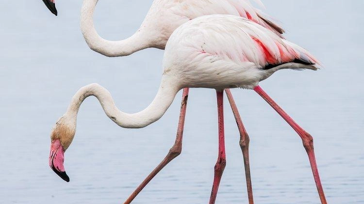 Il 'Feni-Day' ad Orbetello: appassionati e curiosi alla ricerca dei fenicotteri rosa nella laguna. Evento dedicato alla conservazione della biodiversità. Prenotazioni obbligatorie.