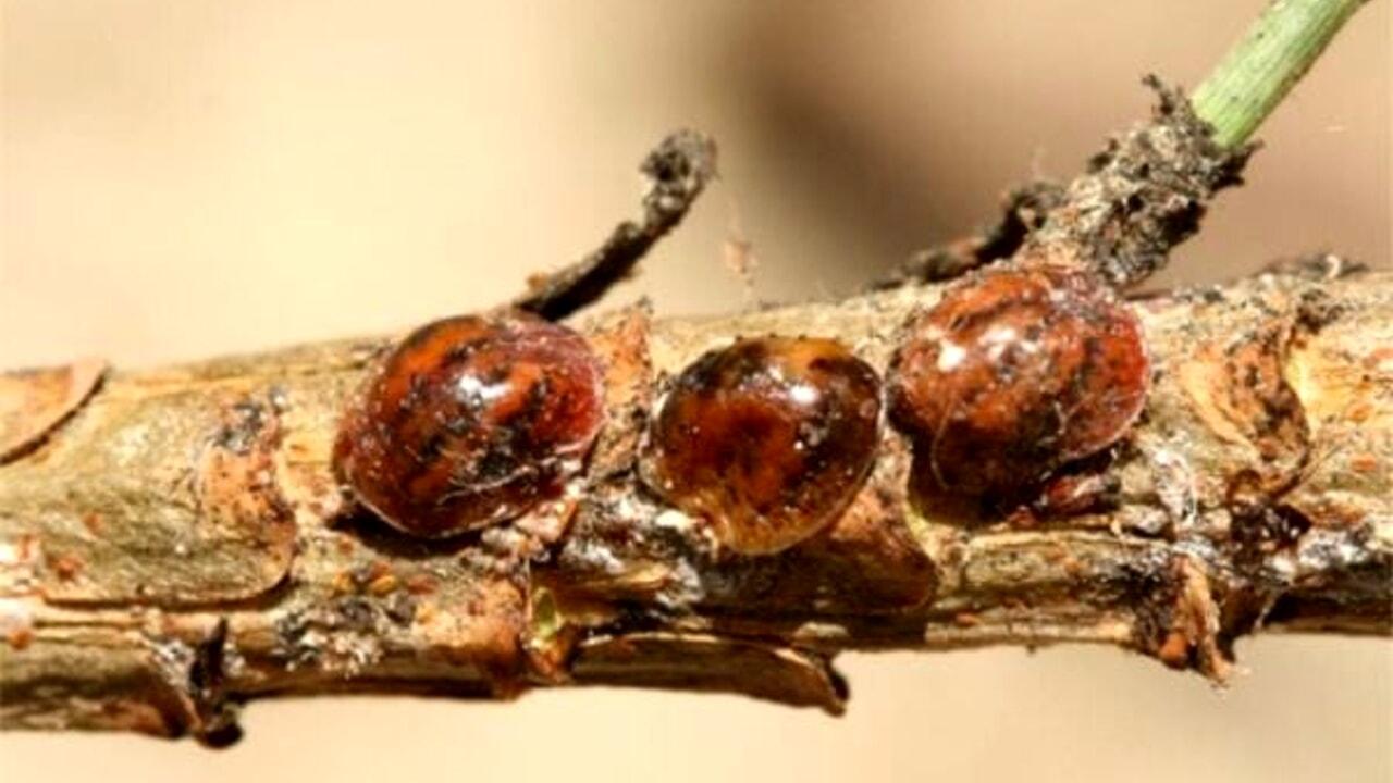 Ambiente, la cocciniglia è entrata nel Parco di San Rossore: organizzato un convegno