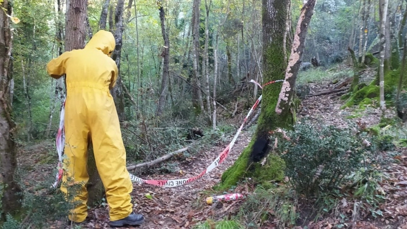 Un nido di calabroni in un tronco lungo il Cammino di San Jacopo: il Comune lo rimuove