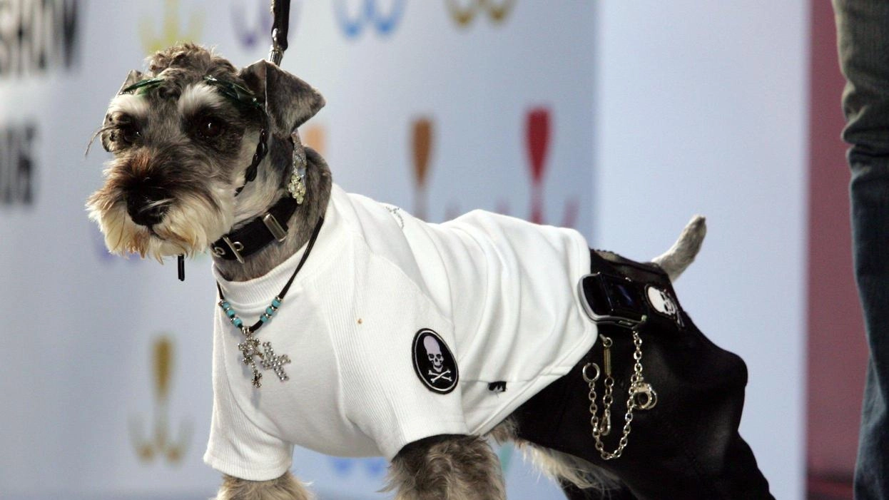 Cani delle razze schnauzer e pinscher saranno protagonisti dal 21 al 27 ottobre a Montelupo nel Campionato mondiale. ‘Ispu’ (foto d’archivio)