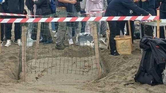 Niente tartarughine in spiaggia. Aperto il nido all’Onda Marina 2. Presenti gli studenti del liceo