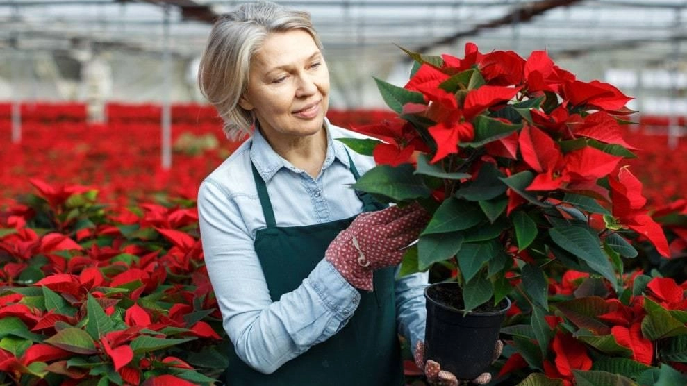 La Stella di Natale è uno dei fiori d’eccellenza di questo periodo