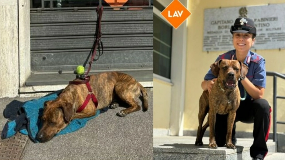 Il cane abbandonato 