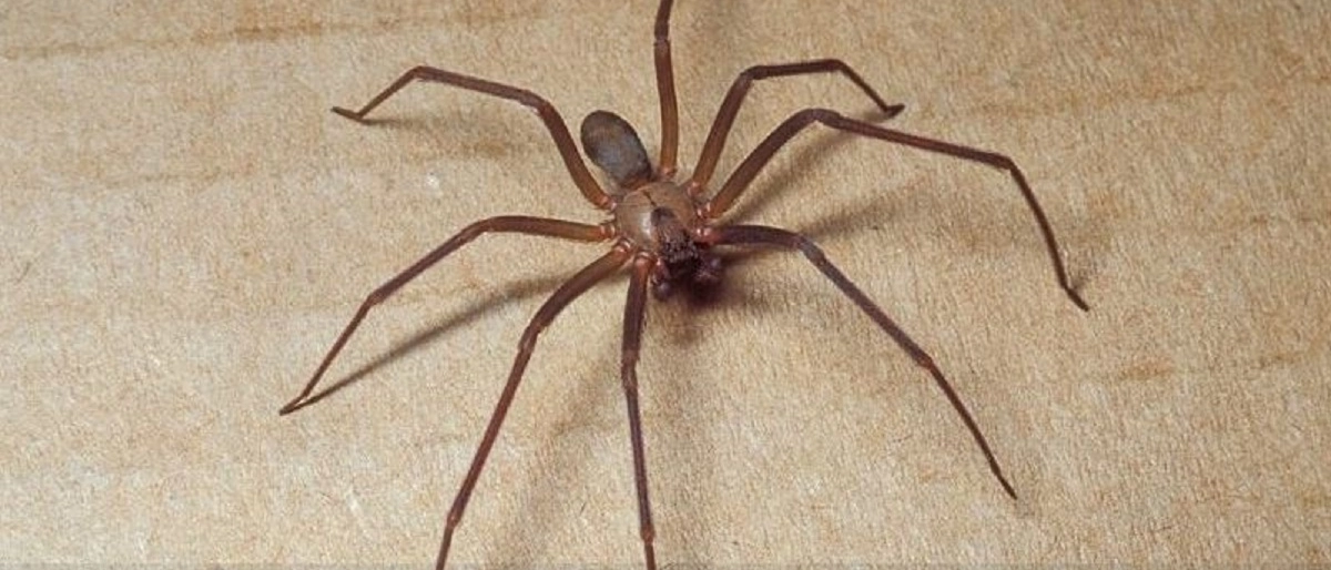Lo studioso: “Non è aggressivo. I rischi maggiori si corrono in casa. Il ragno violino predilige gli ambienti chiusi come le cantine e le soffitte”. Può nascondersi in scarpe e guanti