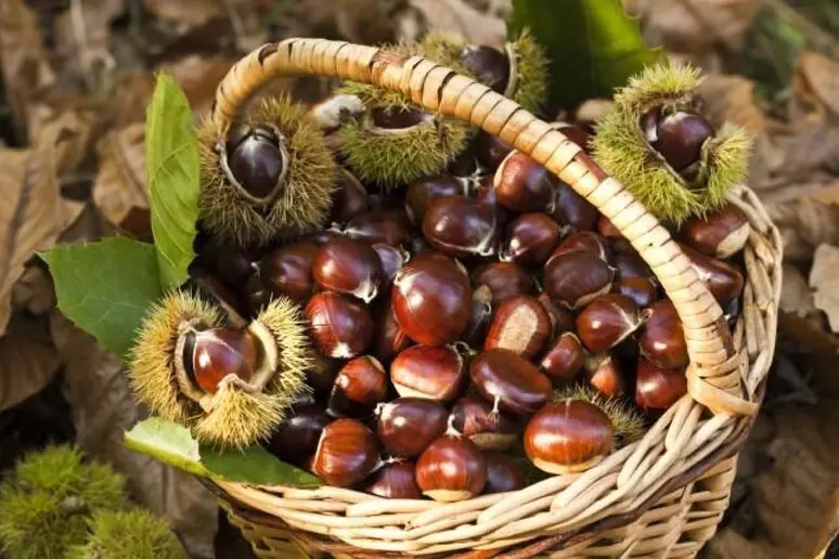 Raccolta castagne in Toscana: quando trovarle, il volume d