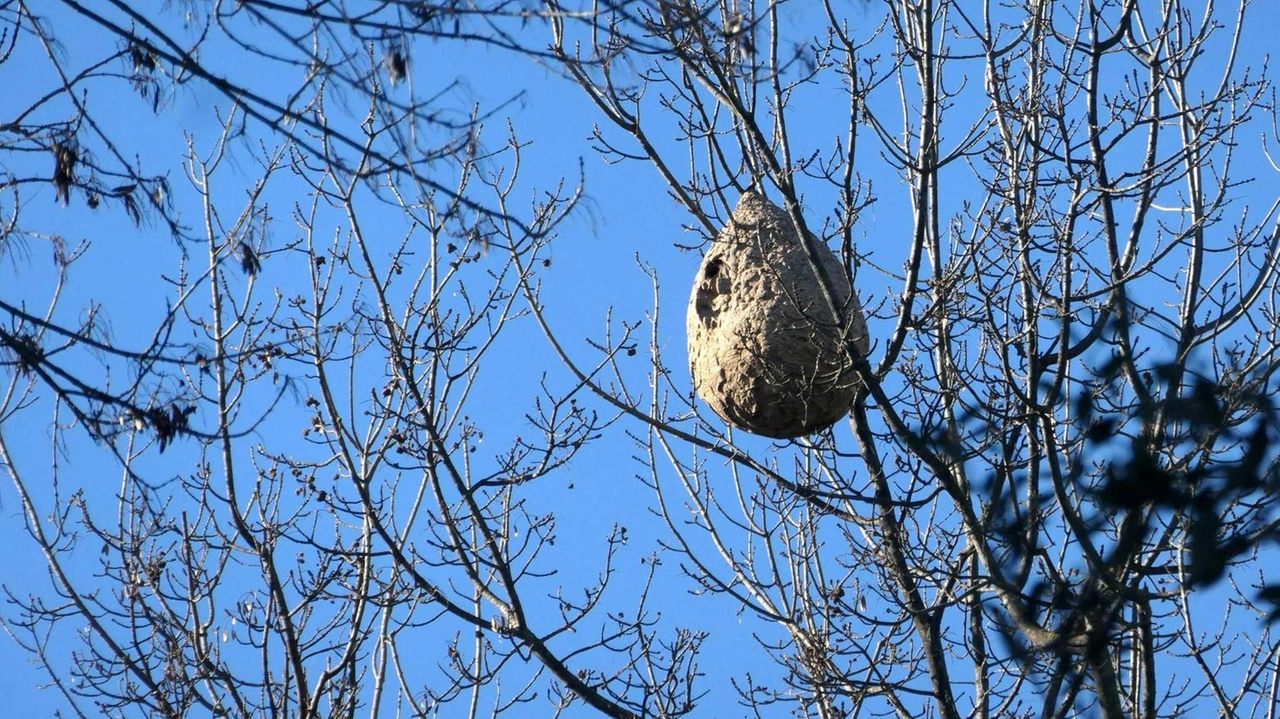 Il nido di vespe rinvenuto nella Pineta di Ponente