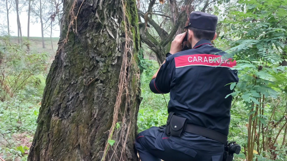 Scoperta e indagini eseguite dai carabinieri forestali di Grosseto nella zona boscata di Castiglione della Pescaia