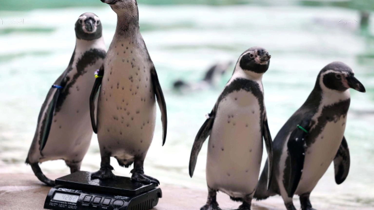 Brasile, a Rio record di salvataggi di pinguini migratori