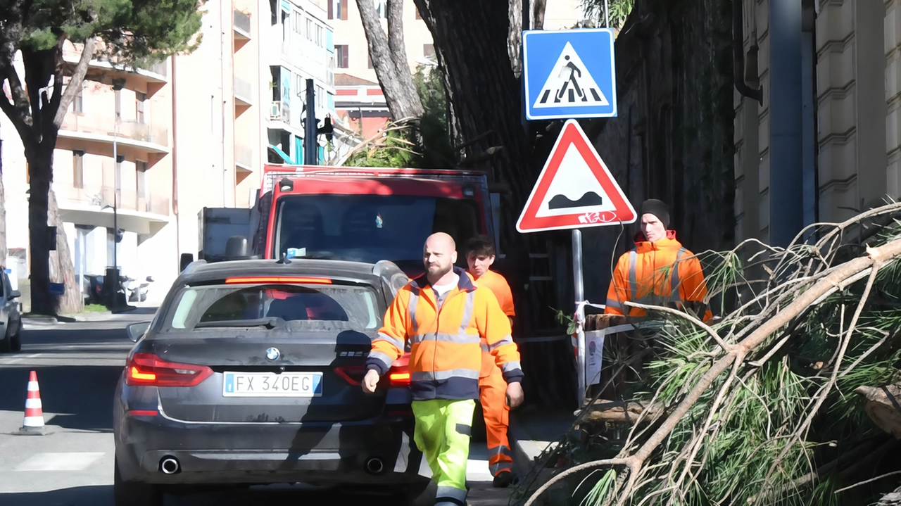 Sul prossimo taglio dei pini a Marina interviene Marco Dinetti, il responsabile ecologia urbana della Lipu. In particolare Dinetti fa...