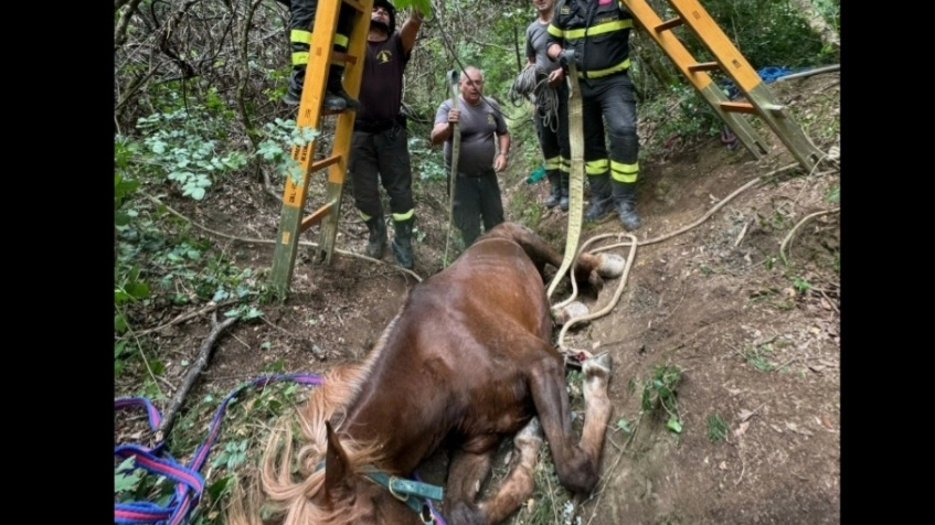 Il cavallo salvato 