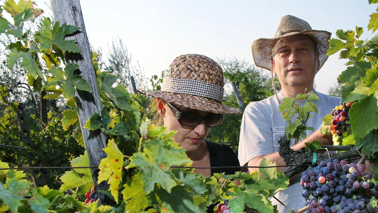 Il presidente del Consorzio del Brunello, Bindocci, prevede una super vendemmia