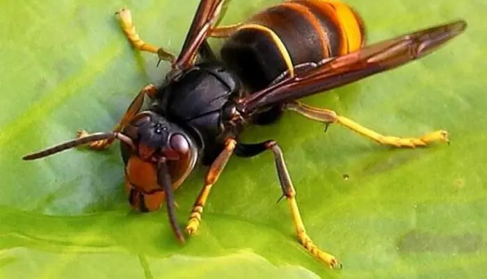 Vespa velutina, in Toscana trovato il primo nido grazie al radiotracking