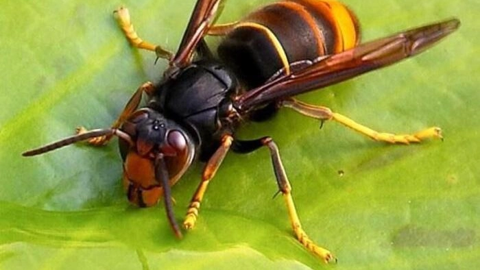 La vespa velutina (foto Ansa)