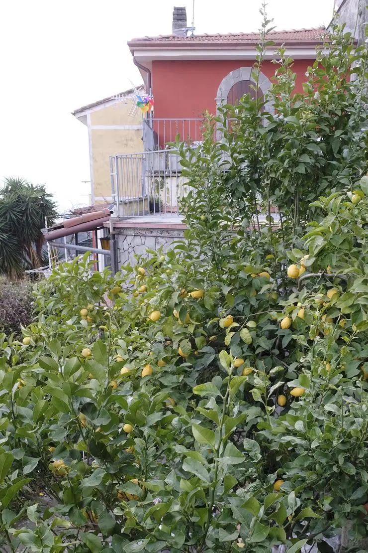 Valeriano al profumo di limone . Il colore giallo domina la collina