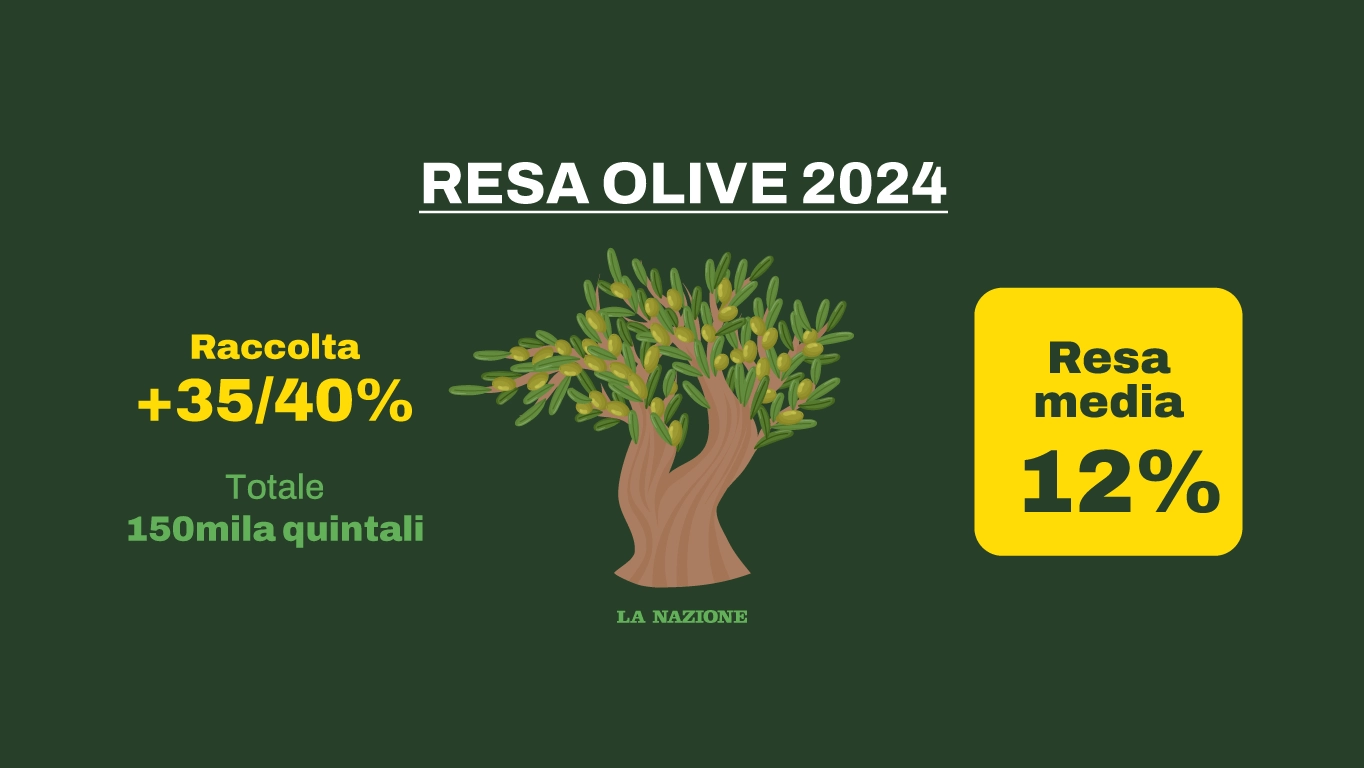 La resa delle olive 2024