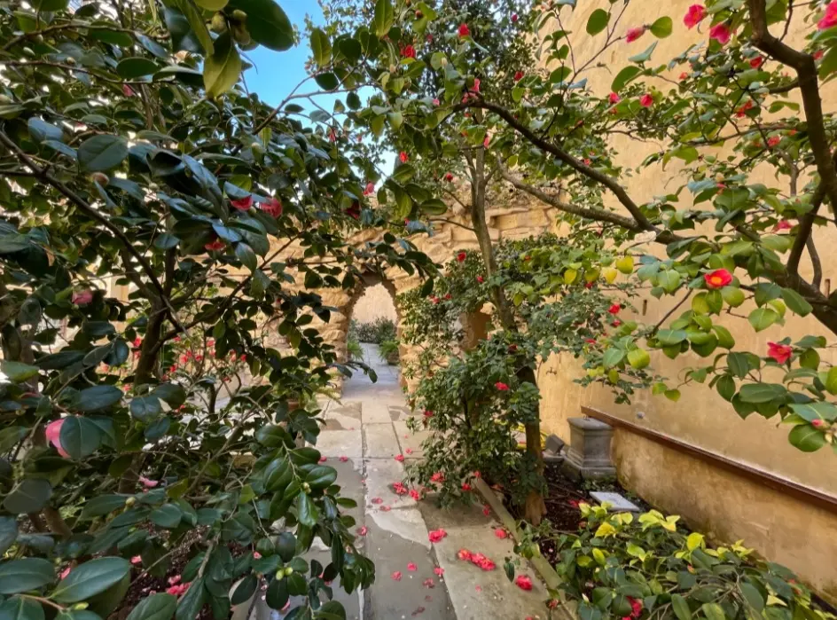 Boboli, apre il giardino ‘segreto’ delle Camelie