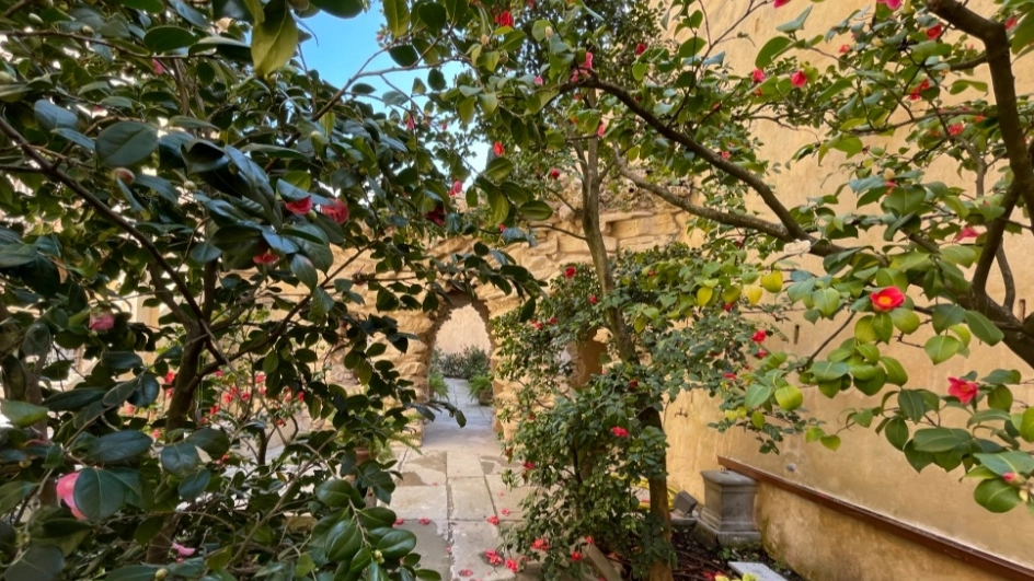 Boboli, apre il giardino ‘segreto’ delle Camelie