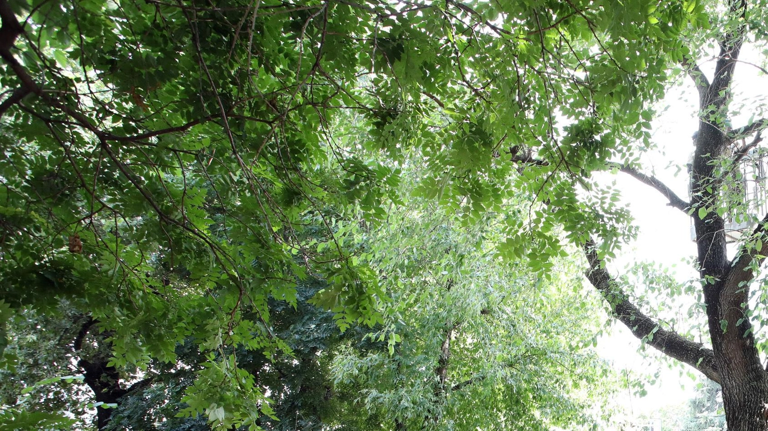 Alberi a monte Morello. Sanzionata l’azienda incaricata del taglio