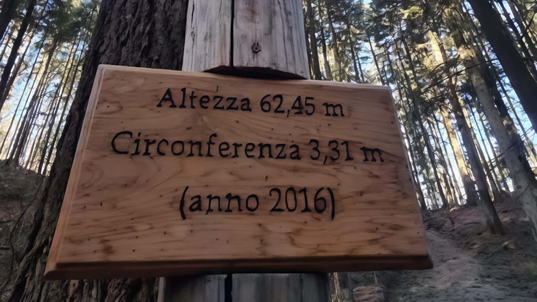 L’albero di Reggello arrivato tra i quattro finalisti nel concorso ’Threes of the year’