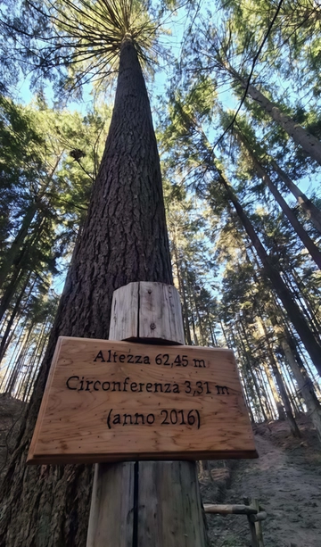 Il re degli alberi è di Reggello e vive a Vallombrosa. Abete di Douglas candidato al ’Tree of the years’