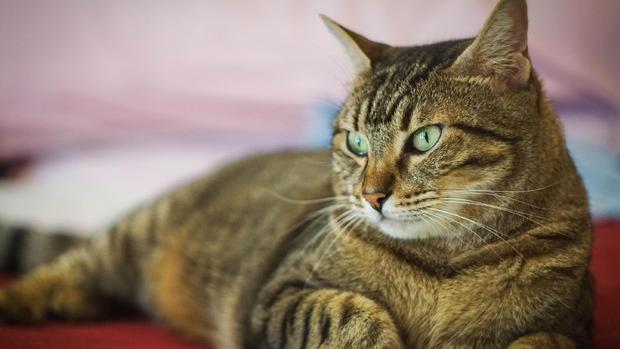 Gatto ferito da un colpo di carabina. I proprietari sporgono denuncia