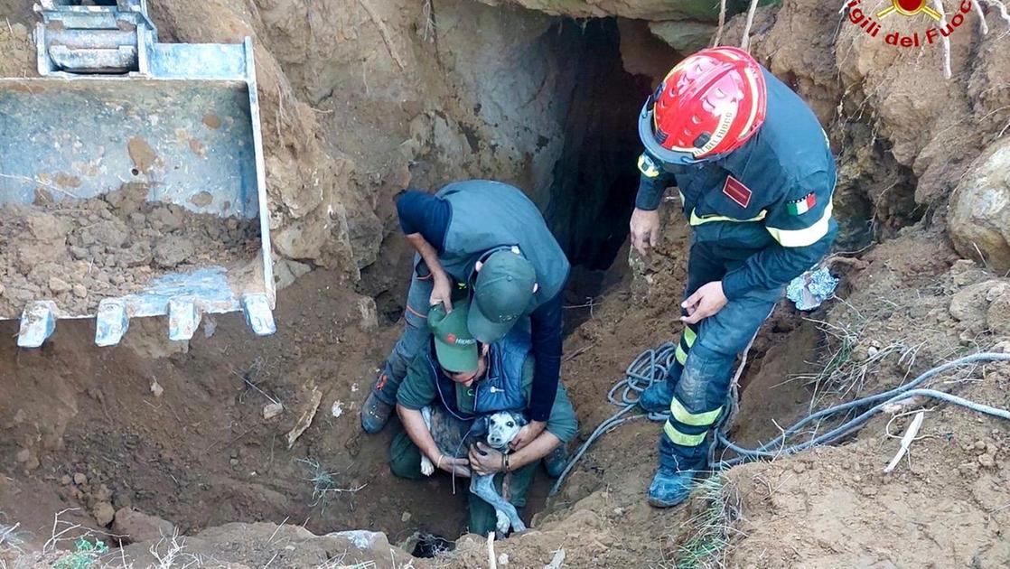 Cane cade in un crepaccio, sette ore di lavoro per salvarlo