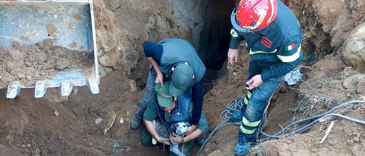 Cane cade in un crepaccio, sette ore di lavoro per salvarlo