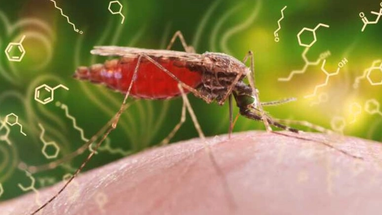 Malaria trasmessa dalla zanzara anofele