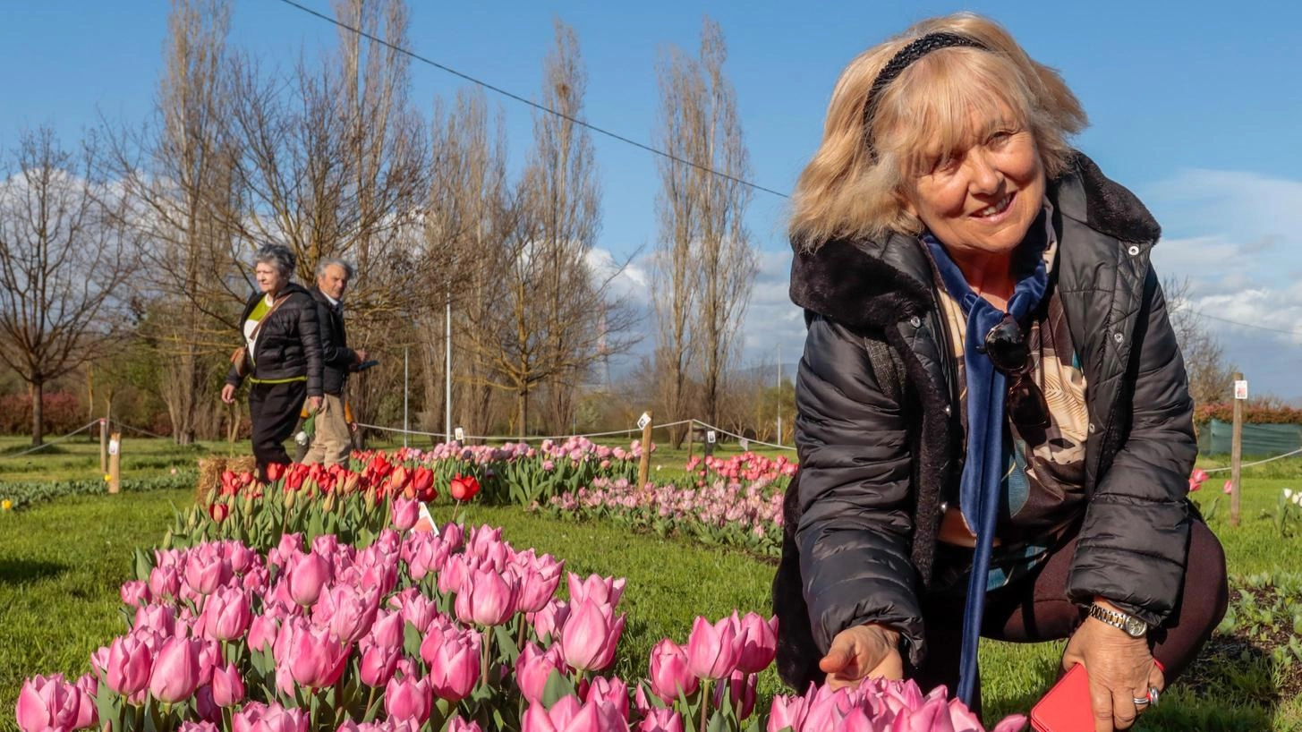 Wander and Pick. Il parco di tulipani torna a fiorire