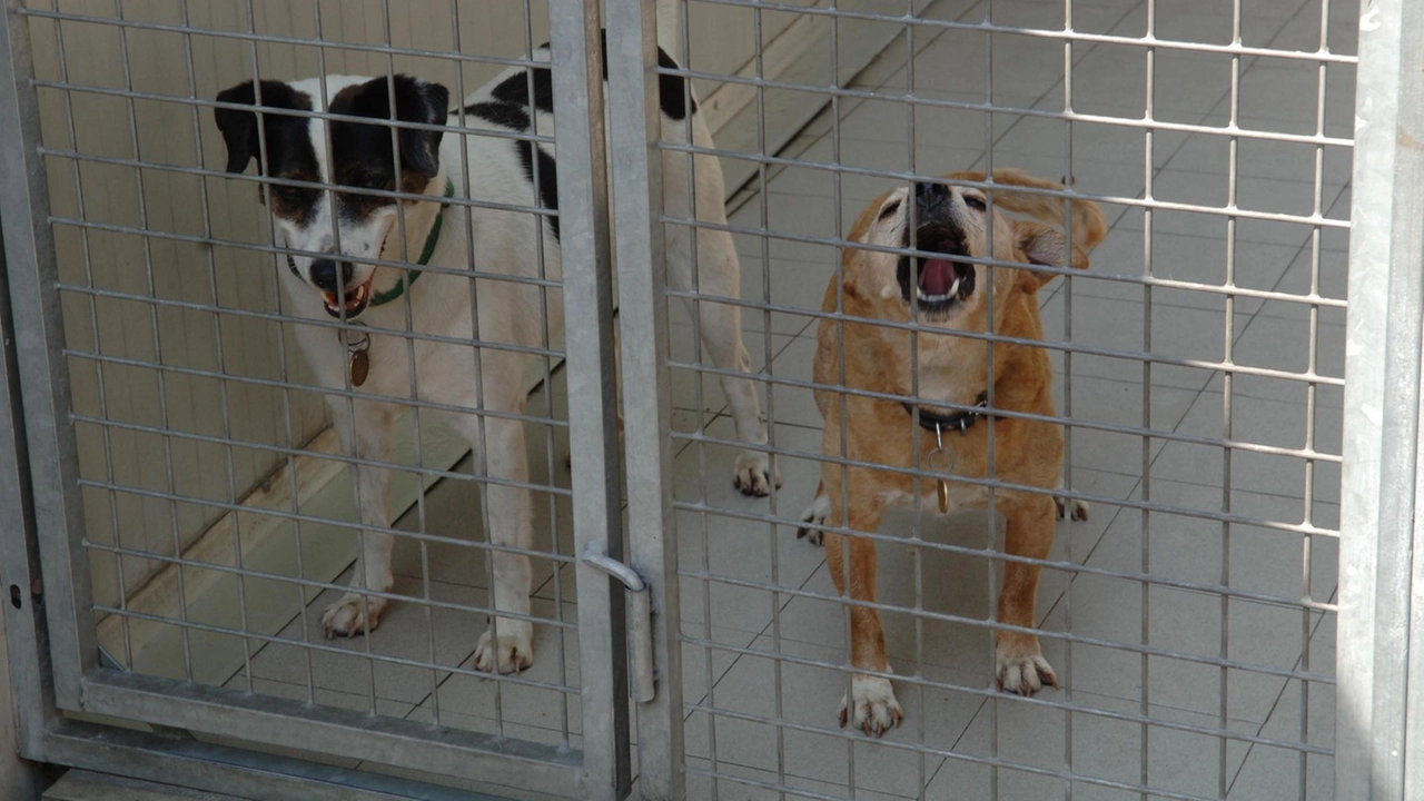 Una mappatura genetica per tentare di frenare l’abbandono dei cani. E’ la proposta del Comune di Volterra dopo l’allarme...