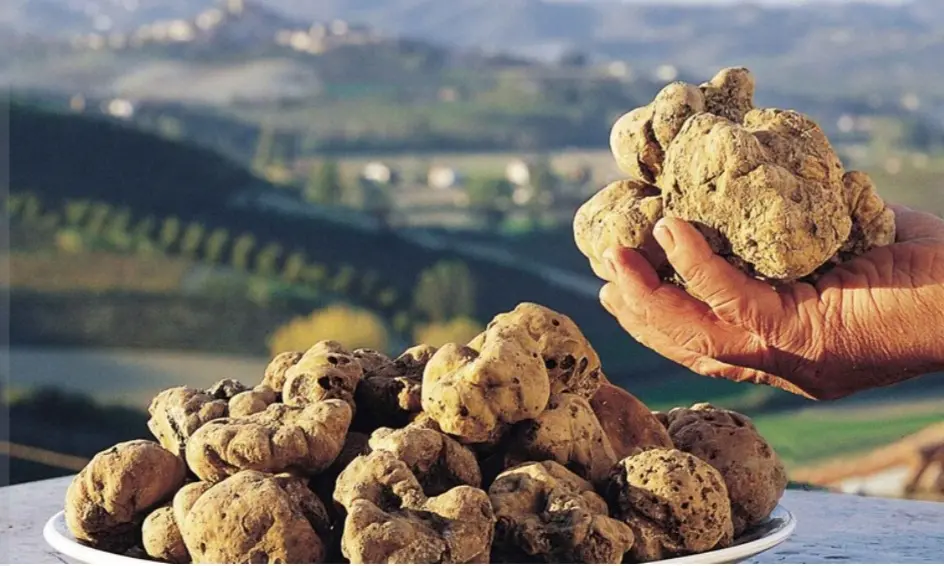 Forcoli, torna la mostra mercato dedicata al tartufo